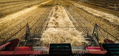 Preview: Combine harvester driver's POV while threshing wheat in an agricultural field