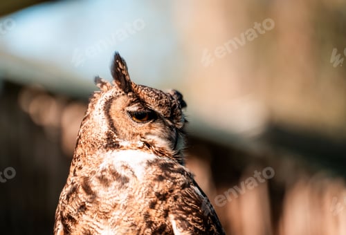 Preview: Great horned owl close-up in natural habitat.