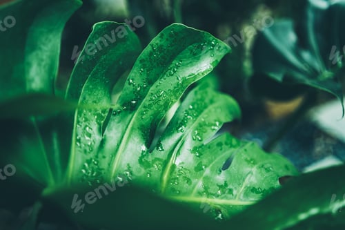 Preview: green leaf of tropical forest plant living in nature garden, exotic jungle foliage