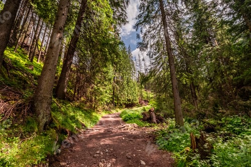 Preview: Rocky footpath in Tatras Mountains in Poland