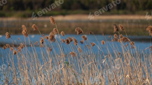 Preview: Pampas grass on the lake or river.