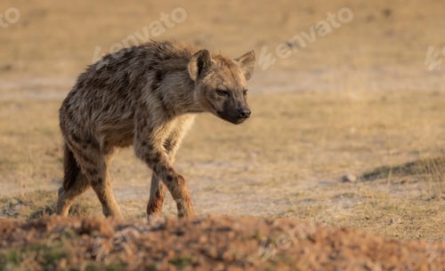 Preview: A Hyena in Africa