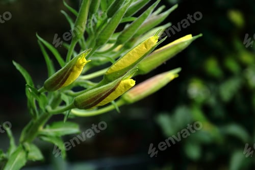 Preview: Close-up shot of an vening primrose (Oenothera), just before opening its flowers in the evening