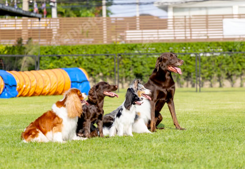 Preview: Group of different type dogs stand on grass field as line formation and look forward with sun light