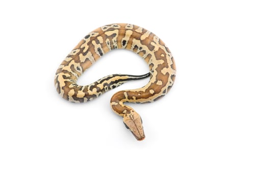 Preview: Sumatran Short Tail Python isolated on white background