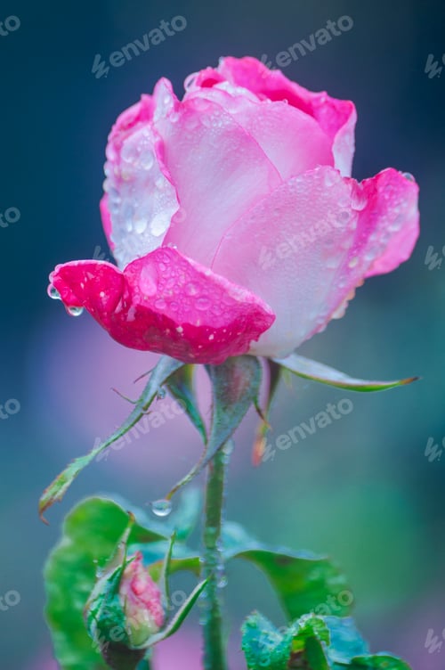 Preview: Fiore di rosa