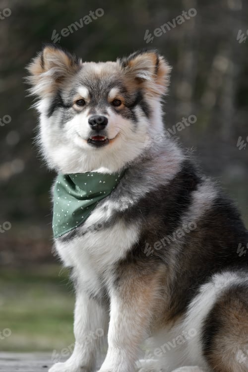 Preview: Portrait of a young puppy finnish lapphund dog wearing a green bandana or scarf outdoors
