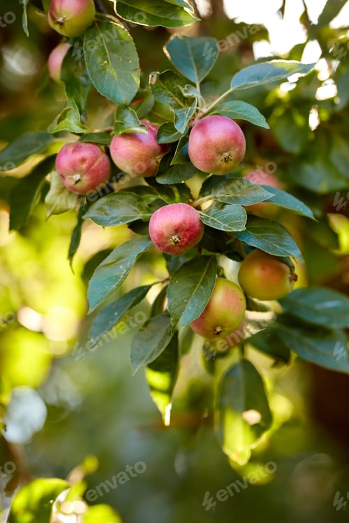 Preview: Apple-picking has never looked so enticing - a really healthy and tempting treat.