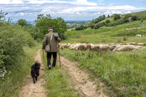Preview: Landscape back view of an old shepherd and a dog walking toward his sheep in a countryside