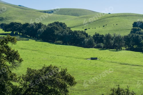 Preview: Cattle grazing on grass covered hills, Mission Peak trail, south San Francisco bay, California