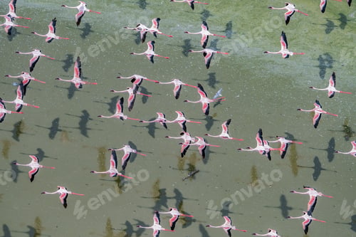 Preview: Group of Lesser flamingos flying over a soda lake in the Rift Valley, Kenya