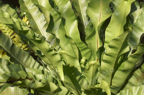 Vista previa: Bird'S Nest Fern (Asplenium Nidus). Close-Up Image Of Leaves
