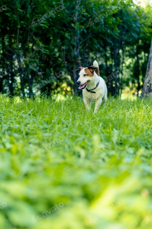 Vista previa: retrato de un perro jack russell terrier activo y juguetón en un paseo por el parque