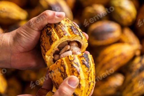 Preview: Cocoa beans and cocoa pod on a wooden surface.