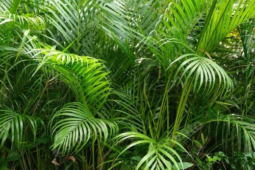 Preview: Tropical palm lea