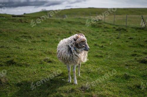 Preview: Sheep of Nolsoy, Faroe Islands