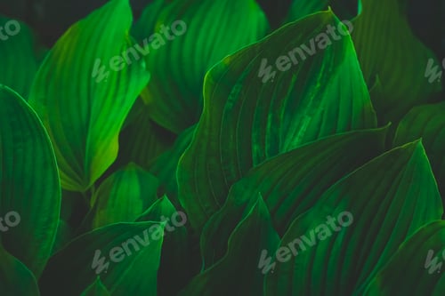 Preview: Abstract green leaves with texture. Top view. Background of nature.