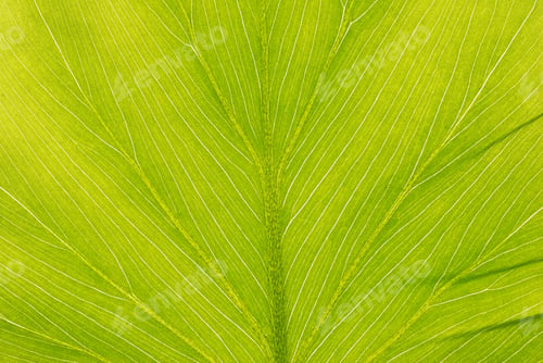 Preview: Leaf background
