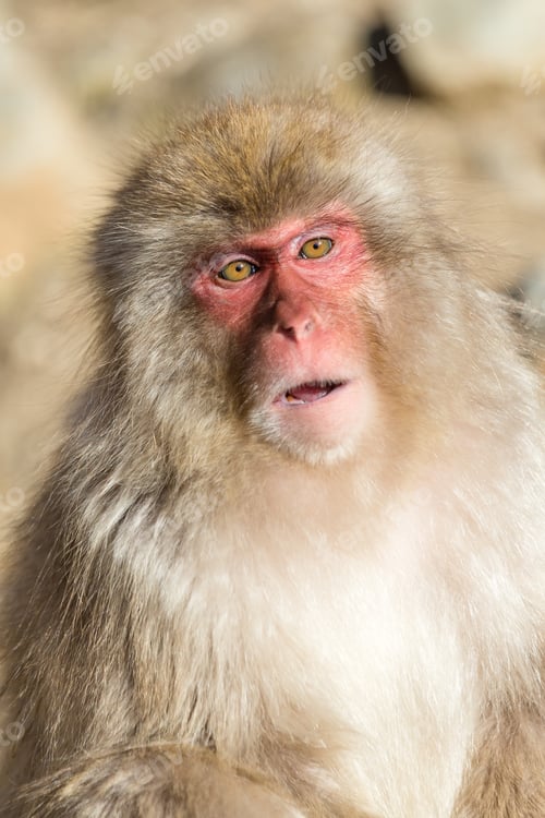 Preview: Monkey