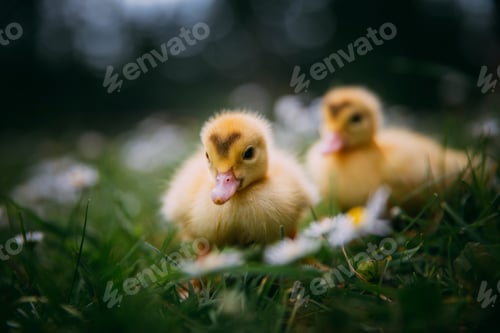 Preview: Baby Duck