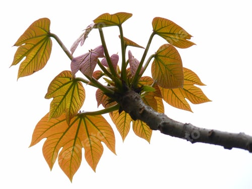 Preview: Closeup shot of fresh leaves of tung tree on white background