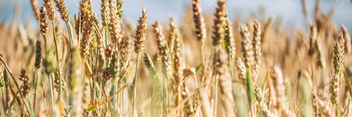 Preview: Field of golden wheat