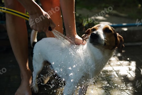 Preview: Woman bathing dog outside