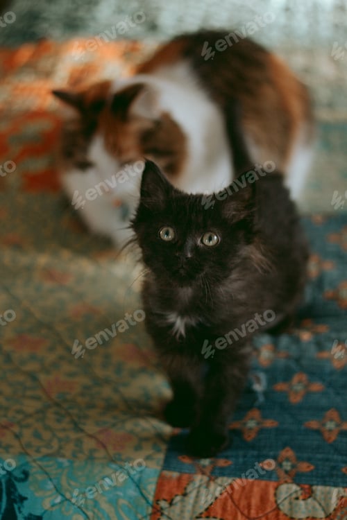 Preview: Two Cats Relaxing on Quilted Blanket at Home