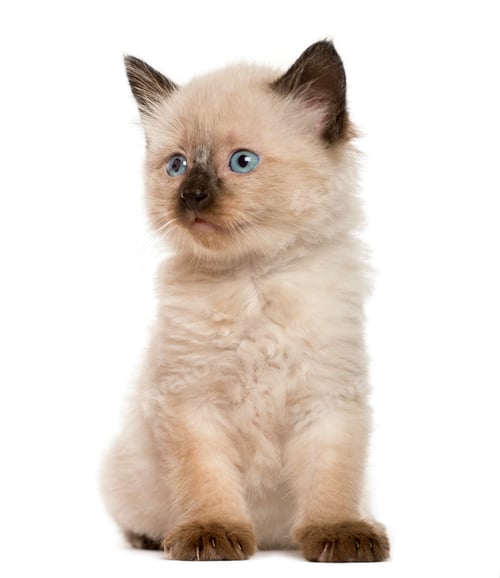Preview: Kitten in front of white background