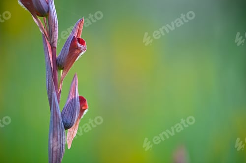Preview: Wild orchid flowers blooming in Italian meadow