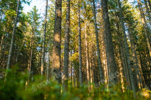 Preview: Beautiful forest with sun light through the trees