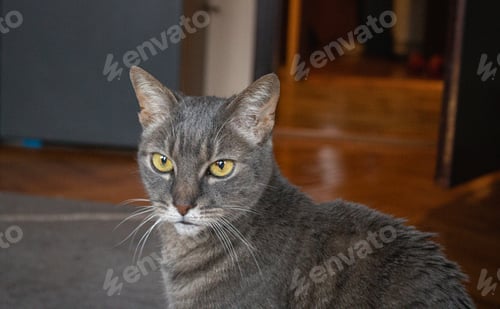 Preview: Cute cat