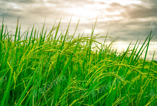 Preview: Green rice paddy field. Rice plantation. Organic jasmine rice farm in Asia. Rice growing agriculture