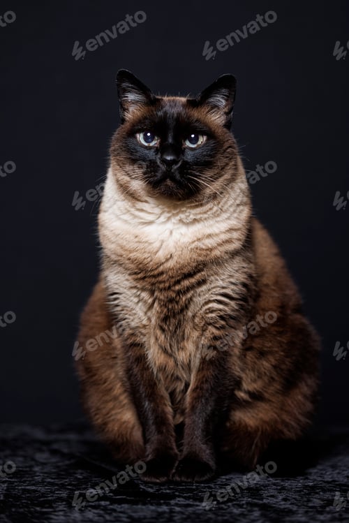 Preview: Siamese cat (Thai) on black background