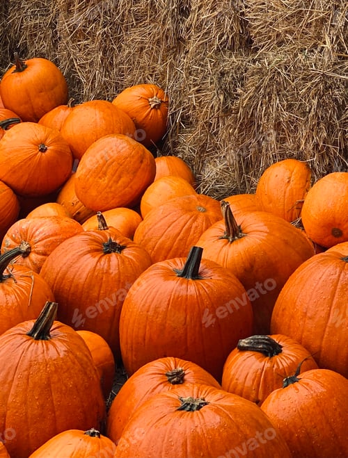 Preview: Pumpkin