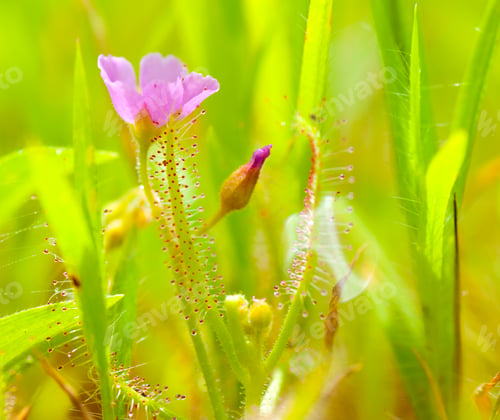 Preview: Beautiful floral spring abstract background of nature.