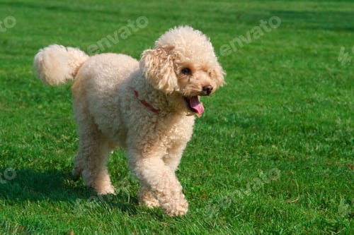 Preview: poodle, dog, puppy, pets, dogs