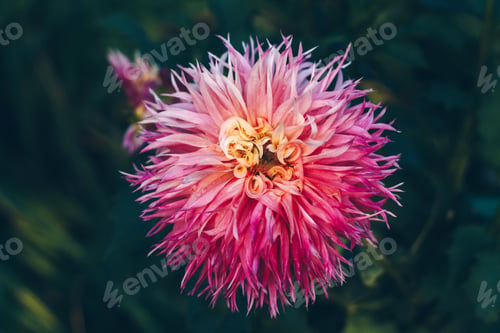 Preview: A vivid pink dahlia with intricate petal patterns stands out against a lush green backdrop
