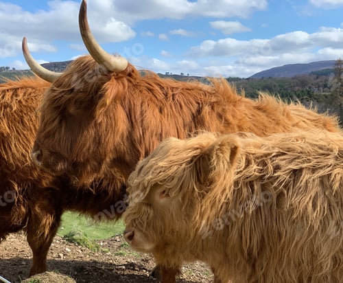 Preview: Scottish highland cattle in the countryside with hairy coats and horns