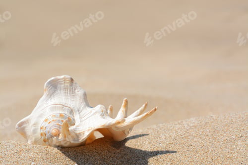 Preview: Sandy beach with beautiful seashell on sunny day. Space for text