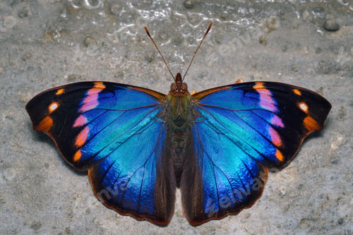 Preview: Colorful butterfly perched on the ground feeding