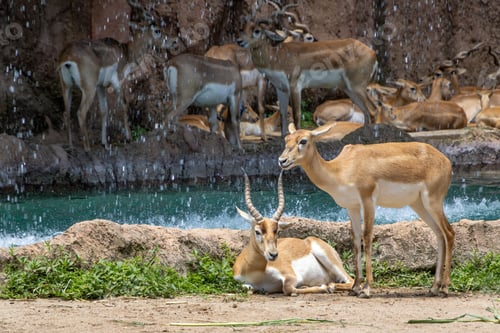 Preview: Antelopes resting near a waterfall