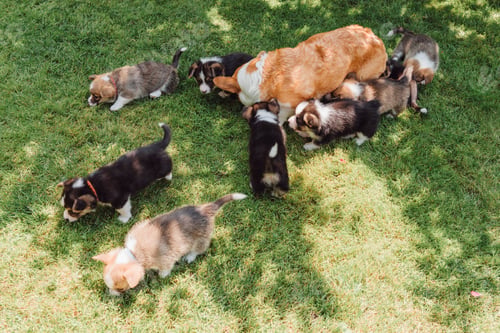 Preview: welsh corgi dog with puppies resting in green garden in summer