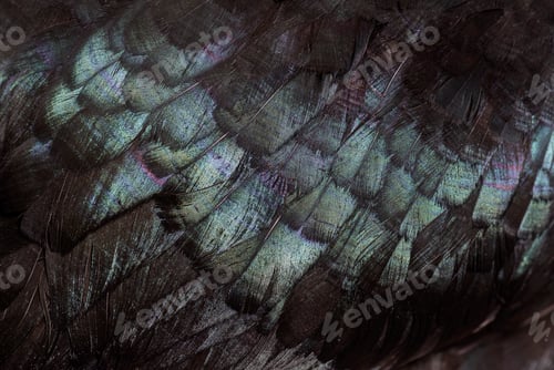 Preview: Close-up of black feathers of Cemani chicken
