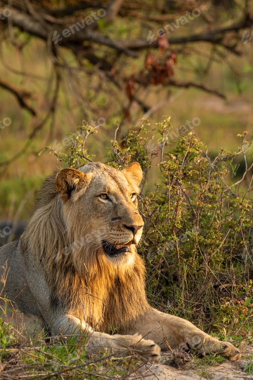 Preview: Male lion, Panthera leo, close-up portrait.