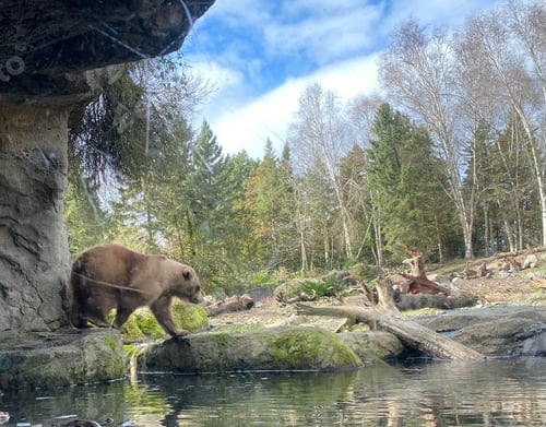 Preview: a brown bear on a rock near water in the wilderness