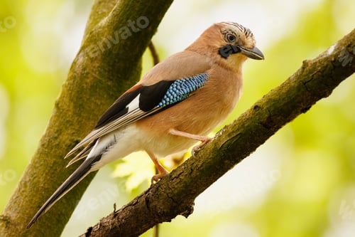 Preview: Jay bird perched on a tree branch