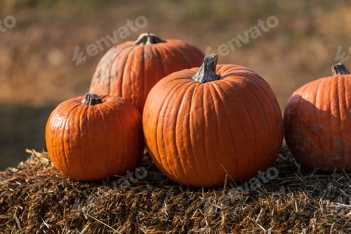 Preview: Orange pumpkins on haystack during sunny day