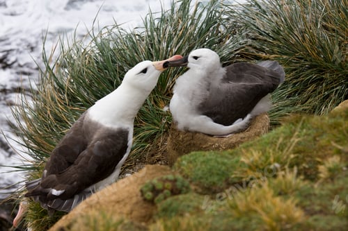 Preview: Black-browed Albatross mother and young - Falklands Islands