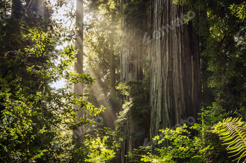 Preview: Sunny Redwood Forest Scenery